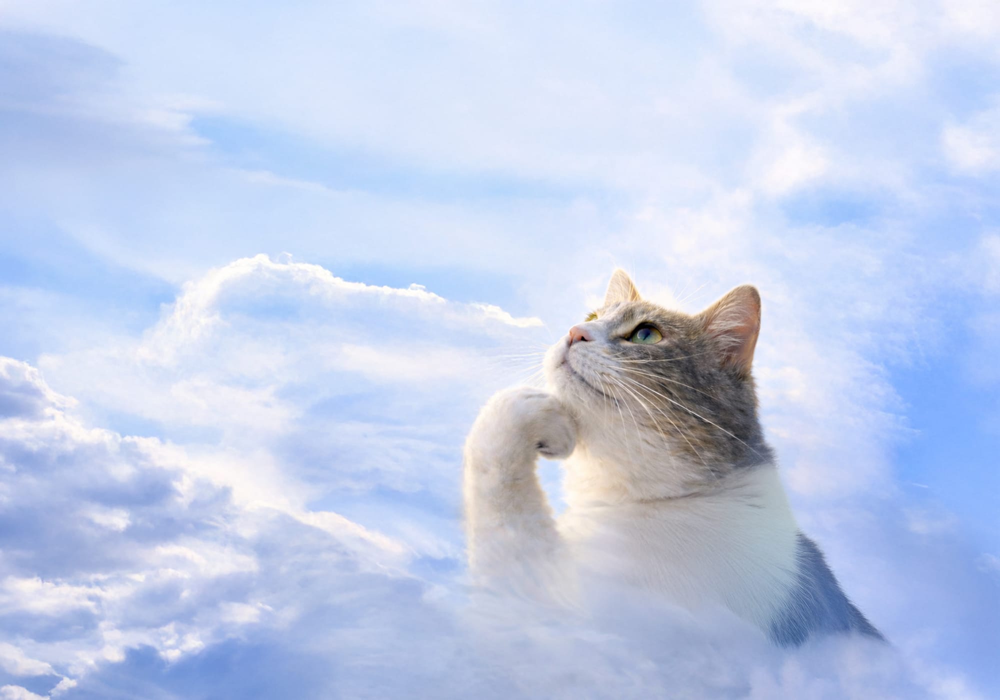 Paws & Reflect Before You React